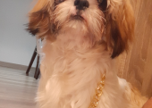 Shih Tzu - Dişi